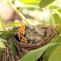 4 - Babies getting bigger on May 16